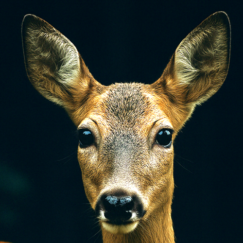deer chatgpt-500×500 deer chatgpt-500x500