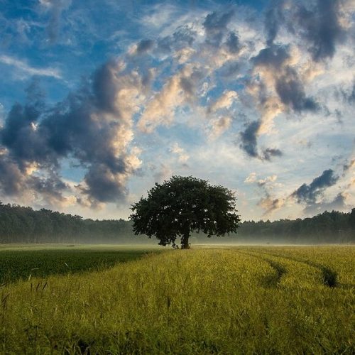 tree-247122_1280 Green field and amazing sky